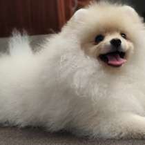 Померанский шпиц. Мини, в г.Стамбул