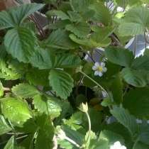 Земляника ремонтантная мелкоплодная и крупноплодная-рассада, в Санкт-Петербурге