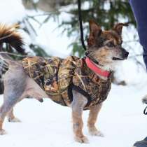 Крошечный красивый пёсик, в Санкт-Петербурге