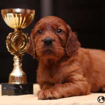 Ирландский сеттер Щенки, в г.Рига