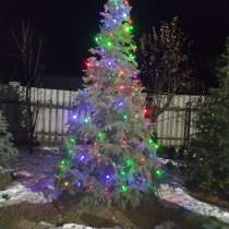 Продаю голубые, и другие ели, в г.Бишкек