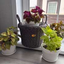 Кашпо из ротанга, в Новосибирске