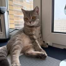Кошка в добрые руки, в Пушкино