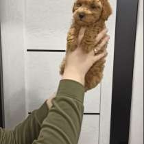 Toy poodle. Cappuccino. Boy, в г.Меерсбург