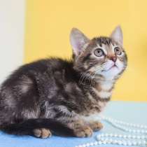 Котенок в добрые руки. Мраморный красавчик, 2,5 мес, в Москве