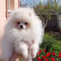 Померанский шпиц, в г.Гамбург