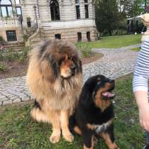 Требуется семейная пара, в г.Дечин