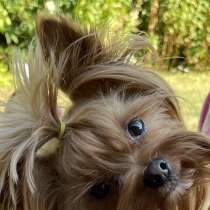 Продаются Щенки Йоркширского терьера, в г.Heede