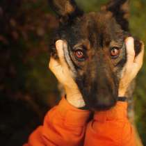Очень милая некрупная собачка, в Санкт-Петербурге