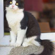 Шикарный котенок Хвост в добрые руки!, в Москве