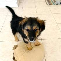 Щенок Грэй – маленький друг для больших приключений, в Санкт-Петербурге