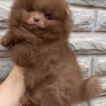 Померанский шпиц. Chocolate, в г.Эмден