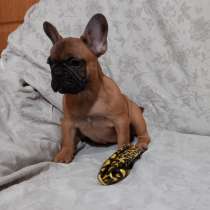 Французский бульдог, в г.Шварценберг
