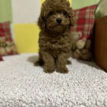 Той пудель. Red, в г.Husberg