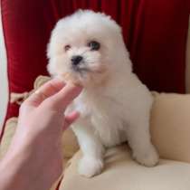 Мини мальтипу. Девочка, в г.Прага