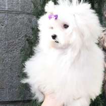 Мальтезе. Микро мини, в г.Гамбург