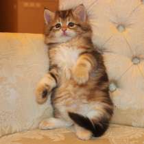 Из питомника, в г.Бостон