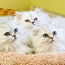 Персидские котята, в г.Lathen