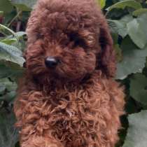 Пудель. Red brown, в г.Alheim