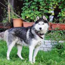 Хаски с разноцветными глазами ищет дом, в Санкт-Петербурге