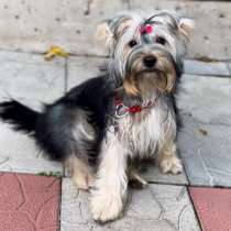 Йоркширский терьер. Стандарт, в г.Аренсбург