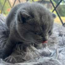 ? Продаются котята British Shorthair – Лондон ??, в г.Лондон