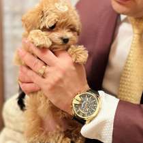 Щеночки мальтипу, в г.Нью-Йорк