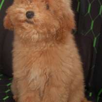 Пудель карликовый, в г.Росток