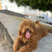 Poodle red, в г.Барселона