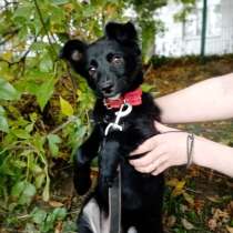 Маленький щенок с пушистыми ушками, в Санкт-Петербурге