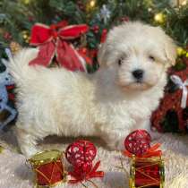 Мальтезе. Мини, в г.Берлин