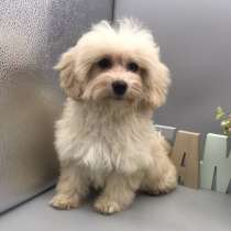 Мальтипу F - 1, в г.Стендаль