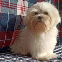 Мальтезе, в г.Мюнхен