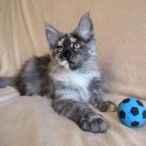 Maine Coons, в г.Flandreau