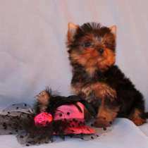 Щенки Йоркширского терьера. Девочка душка, в Москве