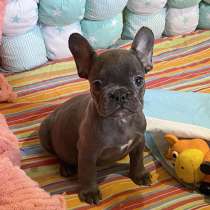 Французский бульдог. Blue, в г.Adorf