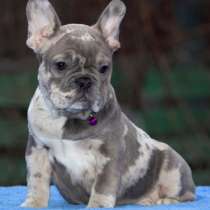 Французский бульдог. Blue merle, в г.Берлин