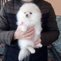 Померанский шпиц. Мини, в г.Leiberg