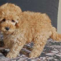 Пудель. Apricot, в г.Мюнхен
