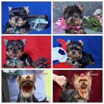 Щенки Йоркширского терьера. Мальчики и девочки, в Москве