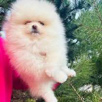 Померанксий шпиц. Мини девочка, в г.Фрайбург