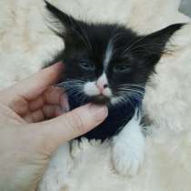 Котенок Мейкун, в Волгодонске