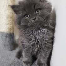 Шотландские котята очень высокого уровня, в г.Ришон-ле-Цион