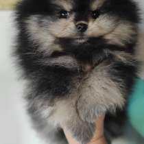 Померанский шпиц. Black tan and white, в г.Берлин