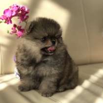 Померанский шпиц. Мини мишка, в г.Берлин