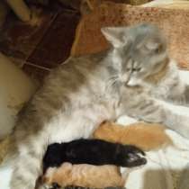 Отдам котят в добрые руки, в г.Киев