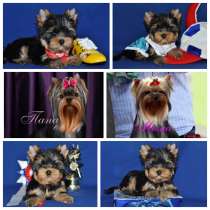 Щенки Йоркширского о терьера. Мини мальчик, в Москве