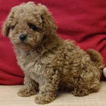 Toy puddle. Boy, в г.Kessel