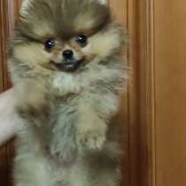 Померанский шпиц. Мини, в г.Гера