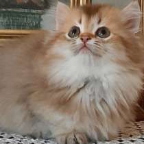 Британская порода. Gold, в г.Измир